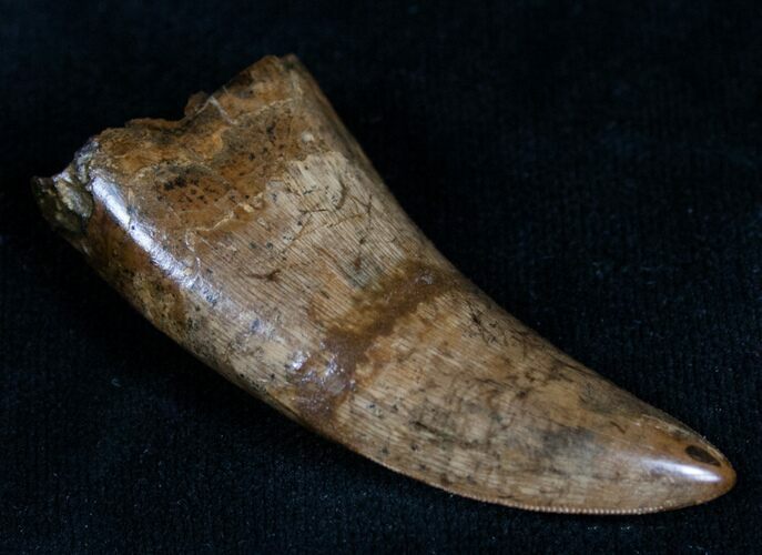 Large Nanotyrannus Tooth - #7530